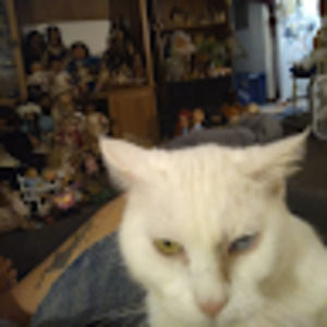 Meet your Posher, Missy